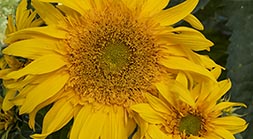 Sunflower Duet II